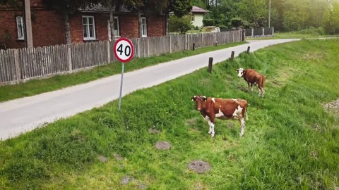 Two Cows in small polish village Stock Footage