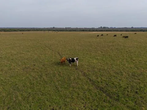 Two Cows Stand Alone in a Vast Green Pampa Field of Uruguay Stock Photos