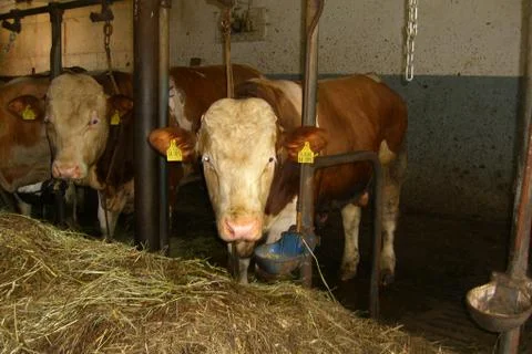 Two cows stand in the cow barn in front of hey Stockfoto's