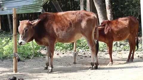 Two cows stand peacefully, tethered to a bamboo pole in a village backyard Stock Footage 317867764