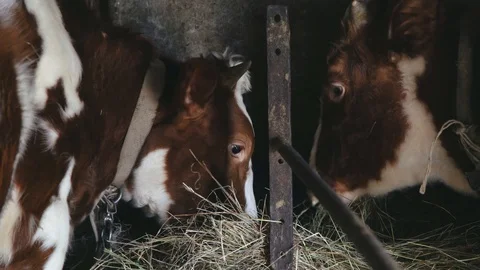 Two cows stand in a pen on the farm and eat grass Stock Footage 105211810