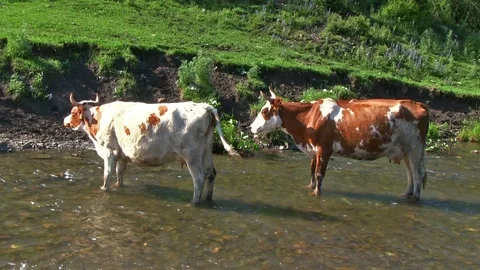 Two Cows Stand in the River Stock Footage 87947452