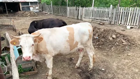 Two cows stand in a stall outdoors in the village in the evening Stock Footage 136351582