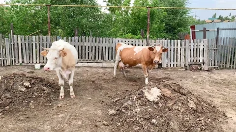 Two cows stand in a stall outdoors in the village in the evening Stock Footage 136351746
