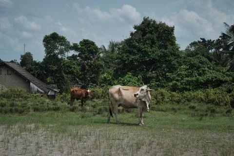 Two cows standing in a grassy field beneath a cloudy sky 库存照片