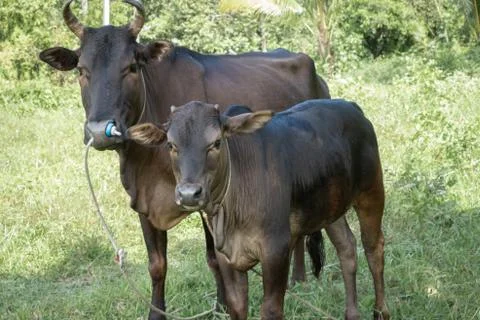 Two cows standing In the green field Stock Photos