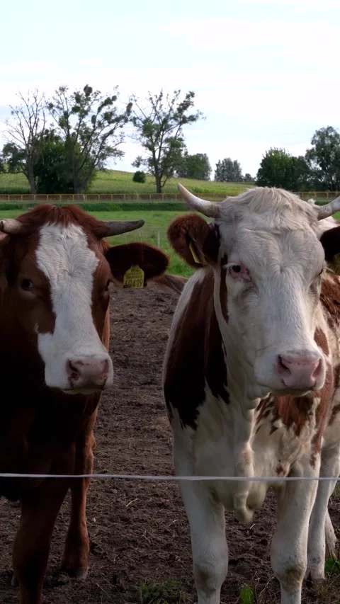 Two cows standing in a pasture on a farm 스톡 동영상 342590273