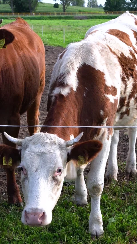 Two cows standing in a pasture on a farm 스톡 동영상 342590401