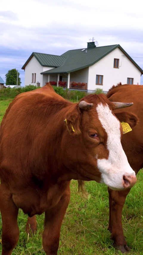 Two cows standing in a pasture on a farm 스톡 동영상 342590433