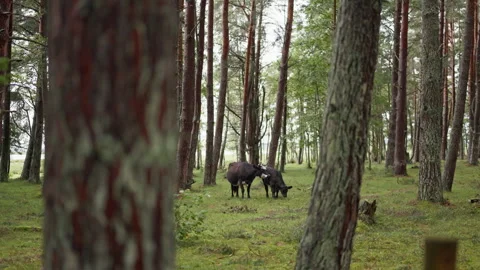 Two cows standing in quiet pine forest with mossy ground, tall tree trunks, and Stock Footage 344769636