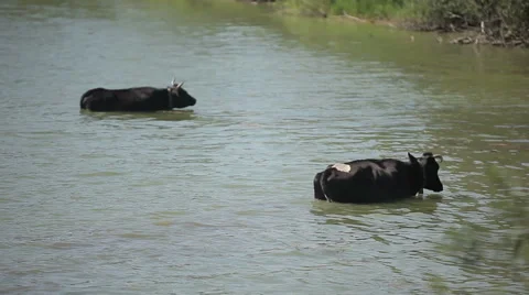 Two cows standing in the river Видео 63109556