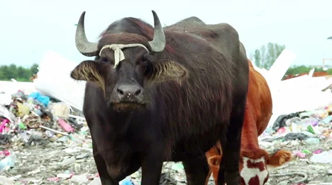 Two cows stands in dump Stock-Footage 50637457