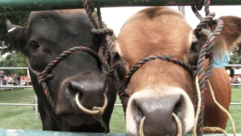 Two Cows At The State Fair Vídeo Stock 80356507