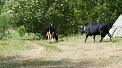 Two Cows in the Summer in the Village Stock Footage 237514180