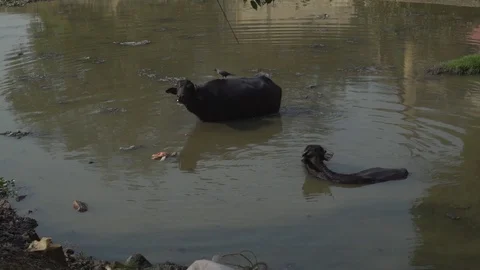Two cows taking a bath in a polluted river, crow jumps on their heads Stock Footage 114659807