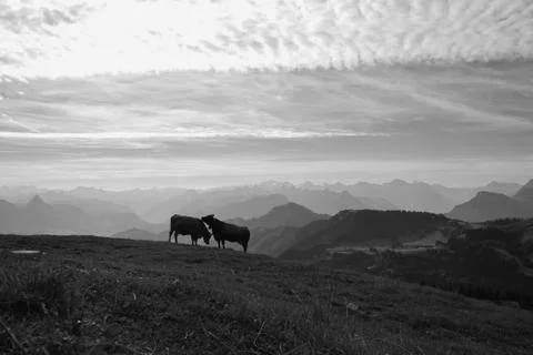 Two cows on top of the Rigi Stock Photos