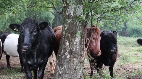 Two cows using a tree to scratch  스톡 동영상 64470297
