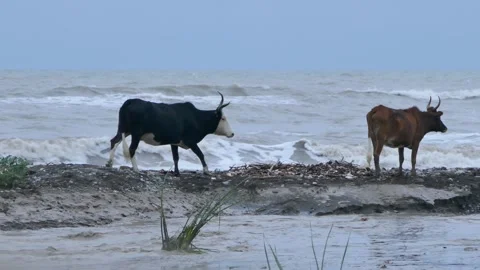 Two cows walk along a muddy shoreline facing rough sea waves Stock Footage 318681425