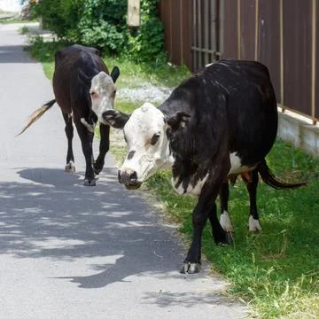 Two cows walk along a paved path beside grass Stock Photos