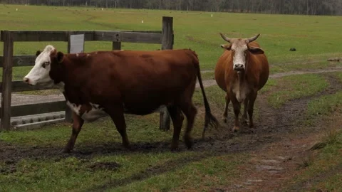 Two cows walk around gate in a field Stockbeeldmateriaal 153951177