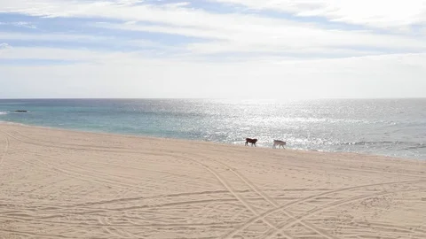 Two cows walk on a deserted beach in Mexico Stock Footage 117734814