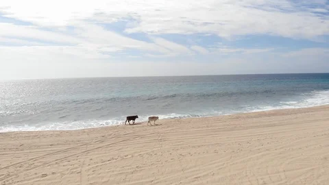 Two cows walk on a deserted beach in Mexico Stock Footage 117736974