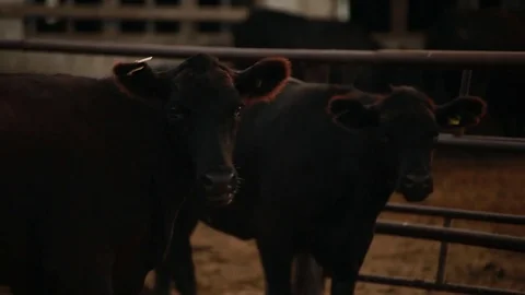 Two cows walk on to an open paddock Stock Footage 73560716