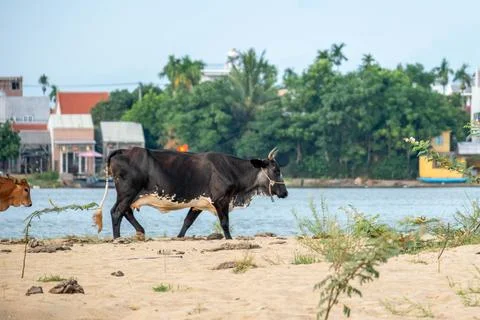 Two Cows Walking Along a Sandy Riverbank Near a Coastal Village Stock-Fotos