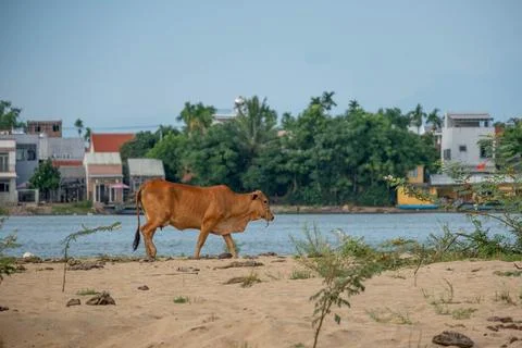 Two Cows Walking Along a Sandy Riverbank Near a Coastal Village Stock-Fotos