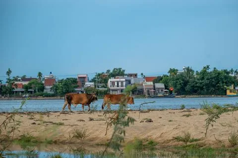 Two Cows Walking Along a Sandy Riverbank Near a Coastal Village Stock-Fotos