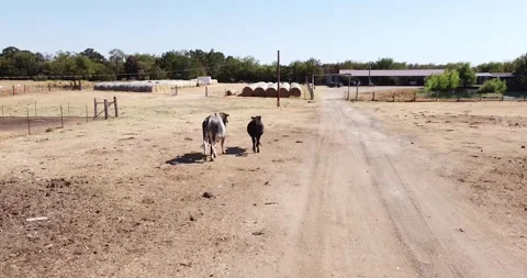 Two Cows Walking in Farm towards Big Stacks of Hay, Nature, Farmland, Texas Stock Footage 255733577