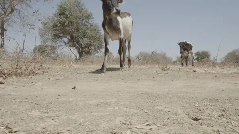 Two cows walking Stock Footage 341342794