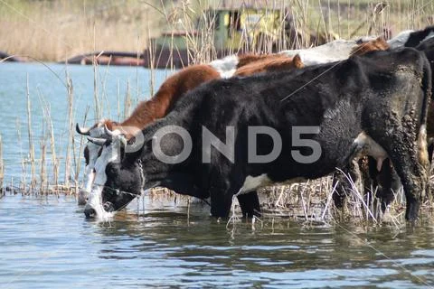 Two cows on the watering hole surrounded by reeds, with a sand dredging boat wor Stock Photos