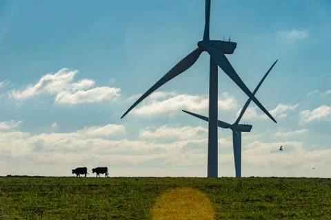 Two cows wind turbines Stock Photos