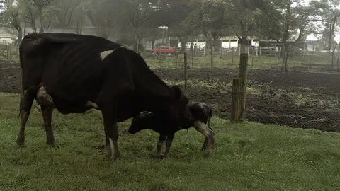 Two Cows with a Young Calf in Pasture Stock-Footage 341530686