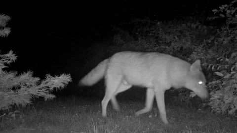 Two Coyotes Stock Footage 162397165