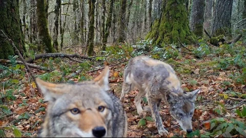 Two coyotes out on a stroll Stock Footage 121060576