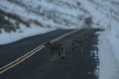 Two coyotes on a road in winter Stock Photos