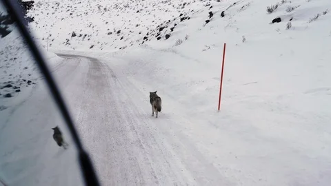 Two Coyotes running in front of a vehicle in Yellowstone National Park Stock Footage 91145268