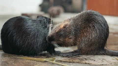 Two coypu, also known as nutria or river rats, grooming each other's wet fur 動画素材 347040521