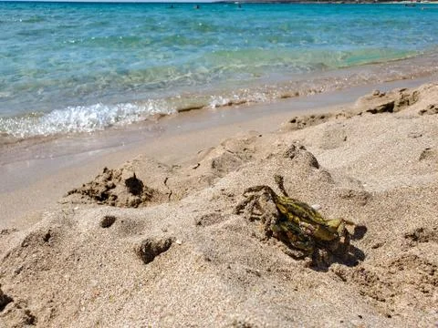Two crabs are walking on a sandy beach in the sea. the crab is holding a crab Stock Photos