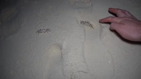 Two crabs on beach are running away in a funny way Video stock 287554730