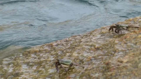 Two crabs crawling on a stone and eat Stock Footage 71762468