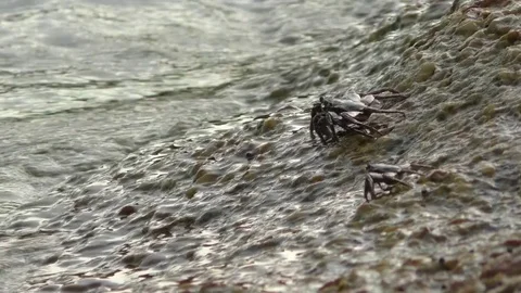 Two crabs crawling through the grey stone Stock Footage 71763058