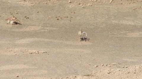 Two crabs fighting Stock Footage 67850908