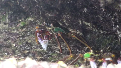 Two crabs macro shot Video stock 166739947