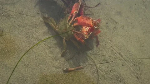 Two Crabs mate Stockbeeldmateriaal 237193583