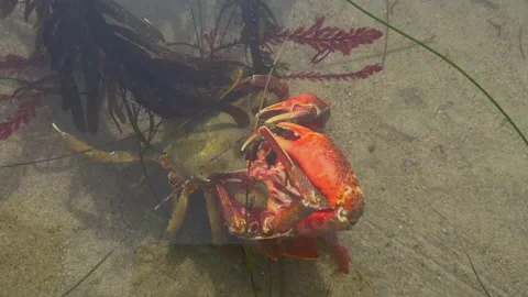 Two Crabs mating Stockbeeldmateriaal 237195043
