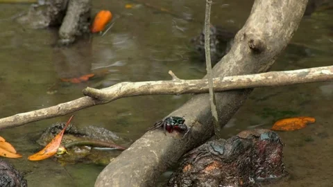 Two Crabs Moving Between Mangrove Roots Video stock 343334972