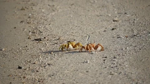 Two crabs run on the sand of the Egyptian beach Stock Footage 66907124